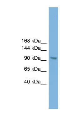 ZHX3 Antibody (C-Terminus)