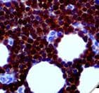 CDK2 Antibody (clone RBT-CDK2)