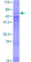Human SREB / GPR85 Protein (Recombinant GST)