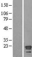 C6orf64 Protein (Over-Expression Lysate Myc-DDK (Flag))