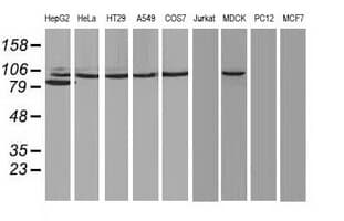 PRKCE / PKC-Epsilon Antibody (clone OTI1B4)