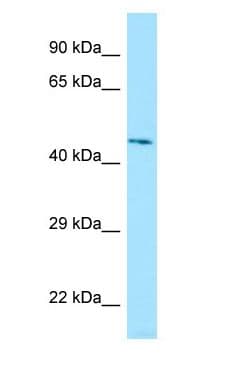 LILRA3 / CD85e Antibody (aa362-411)