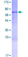 Human PNMA6A Protein (Recombinant GST)