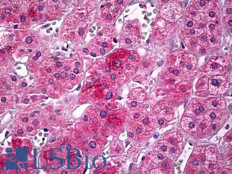 IHC-plus™ Polyclonal Goat anti-Human UBP1 Antibody (aa349-362, IHC)