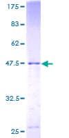 Human GINS3 Protein (Recombinant GST)