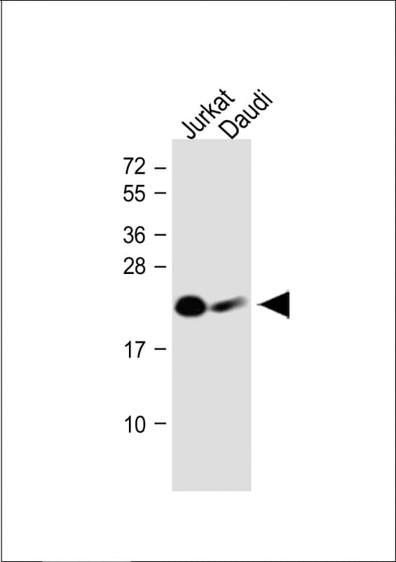 NKP30 Antibody (N-Terminus)