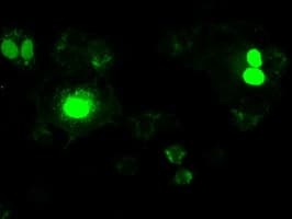 NEUROG1 / NGN1 / Neurogenin 1 Antibody (clone OTI3F9)
