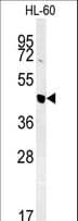 NASP Antibody (aa152-180)