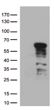 GATA3 Antibody (aa155-443, clone OTI8H4)