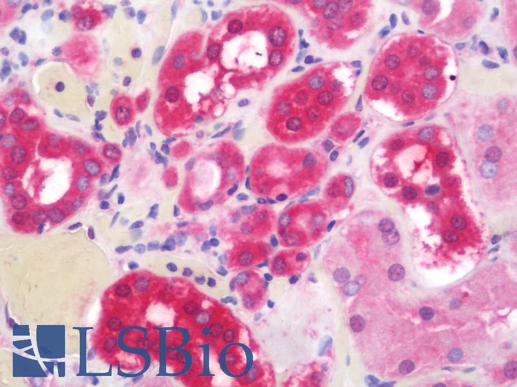 IHC-plus™ DPP9 Antibody (clone 6A12)