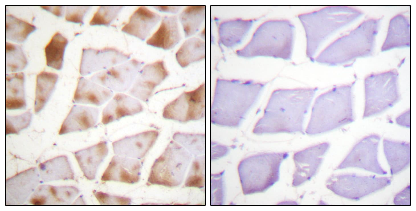 Actin Antibody (aa21-70)