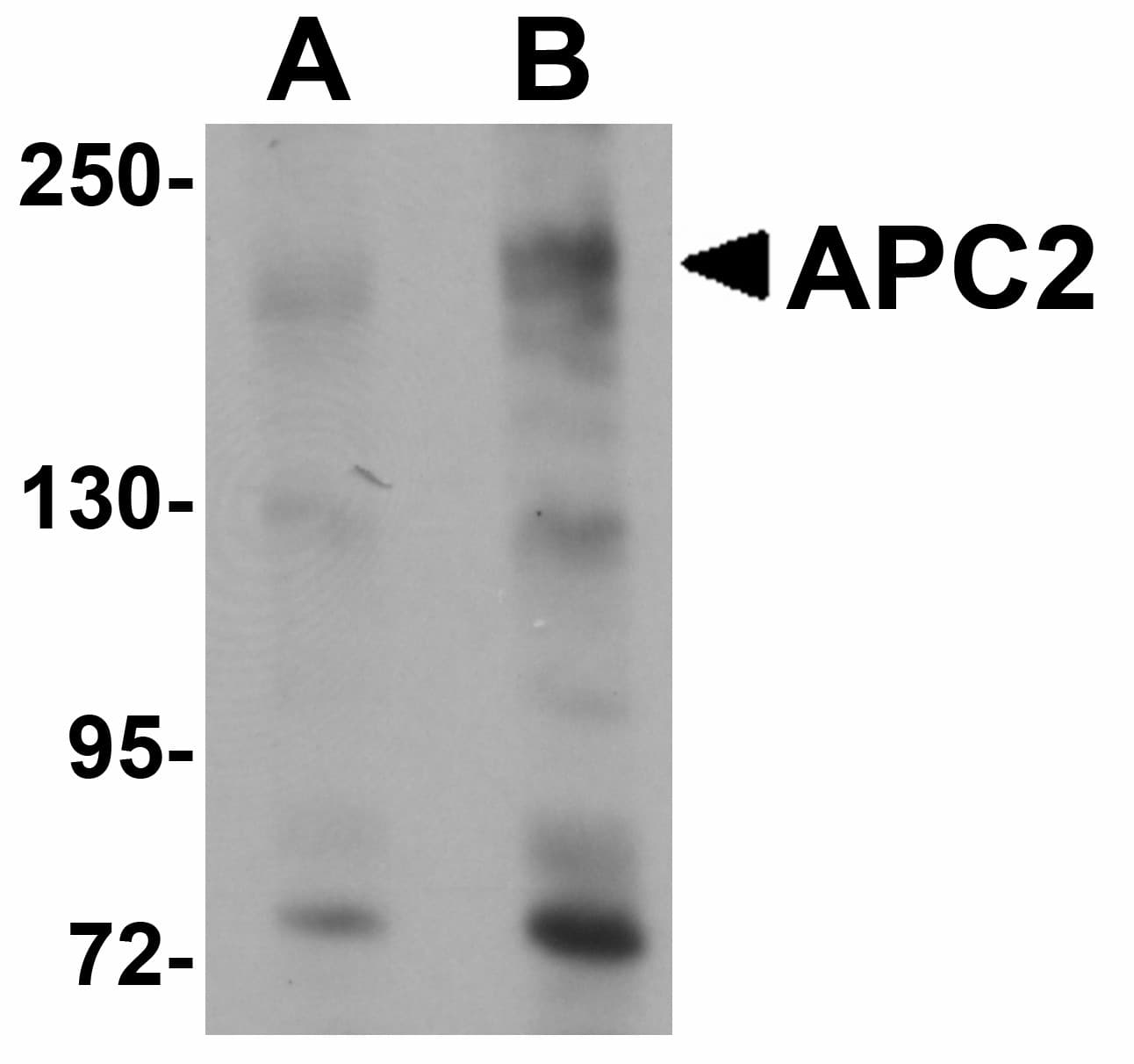 IHC-plus™ APCL / APC2 Antibody