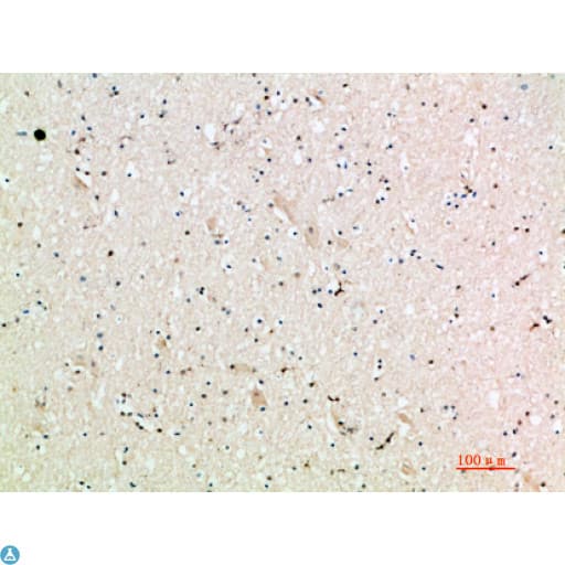 CXCL9 / MIG Antibody