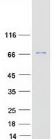 Human RELB Protein (Recombinant Myc-DDK (Flag))