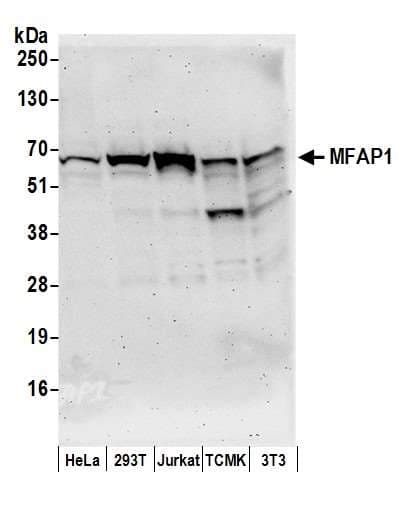 MFAP1 Antibody (aa175-225)