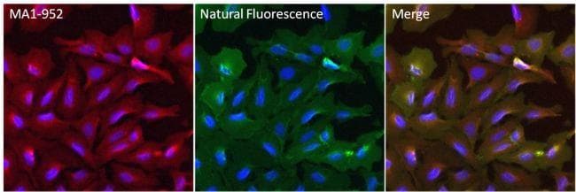 Polyclonal Goat Anti-Mouse IgG Secondary Antibody (DY550, IHC, IF, WB)