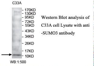 Polyclonal Rabbit anti-Human SUMO3 Antibody (aa2-103, IHC, WB)