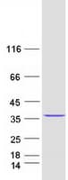 Human CXorf56 Protein (Recombinant Myc-DDK (Flag))