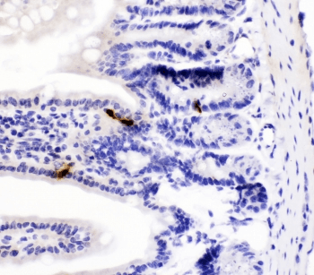 Polyclonal Rabbit anti-Mouse Peptide YY / PYY Antibody (IHC, WB)