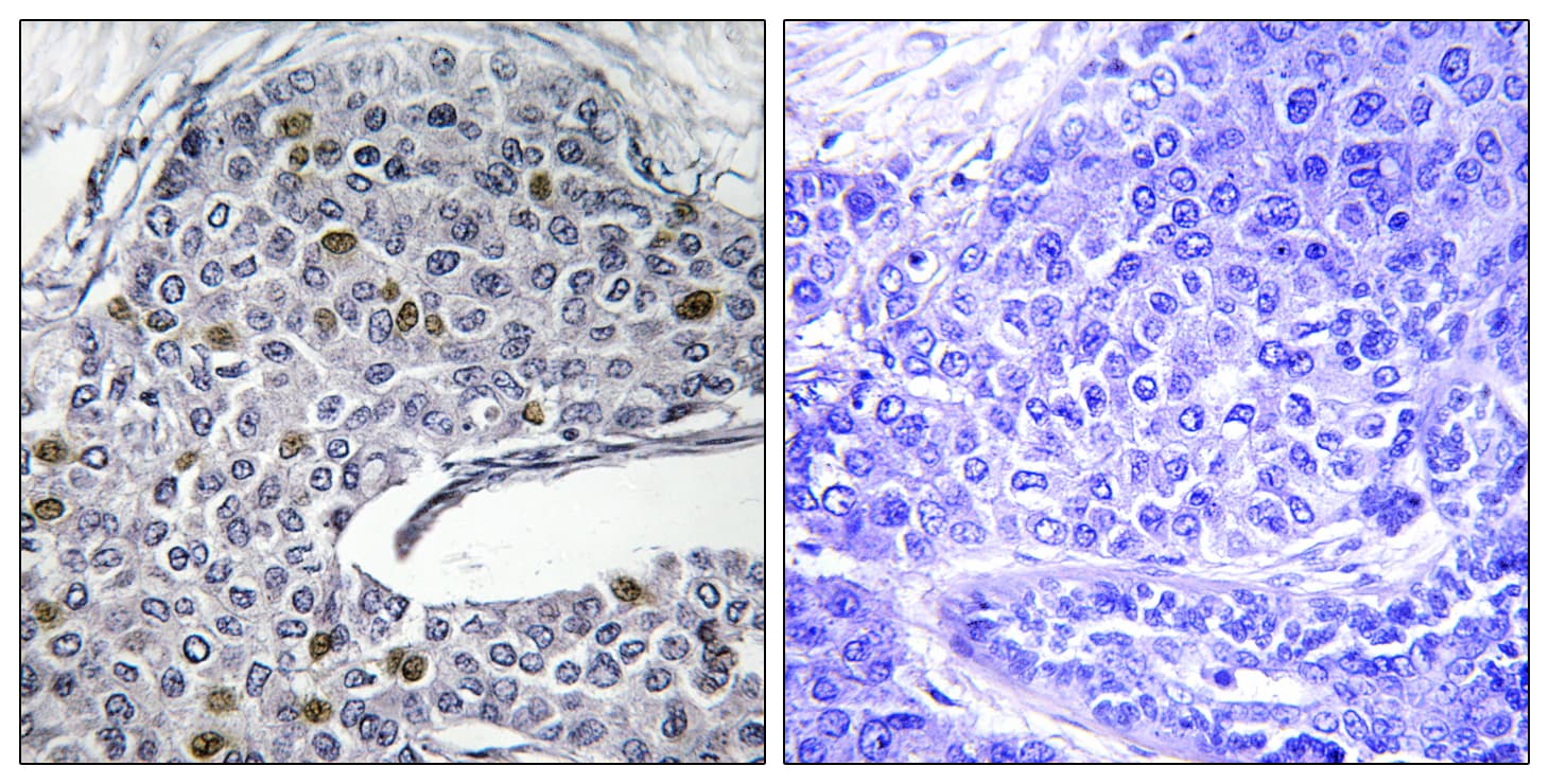 IRF3 Antibody (aa351-400)