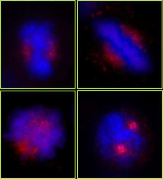 CEP78 / IP63 Antibody (aa550-600)