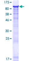 Human MIER2 Protein (Recombinant GST)