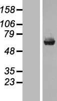 Carboxylesterase 1 / CES1 Protein (Over-Expression Lysate Myc-DDK (Flag))