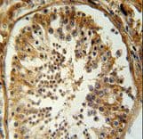 SERAC1 Antibody (aa552-581)
