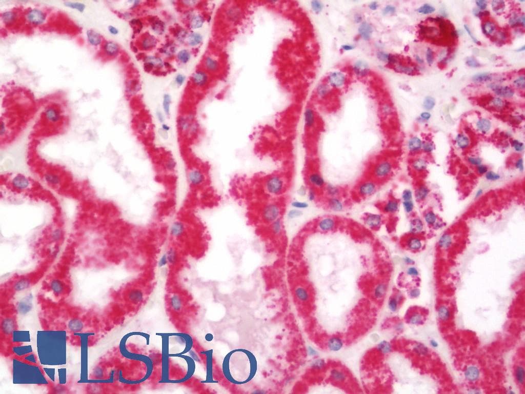 GOT2 Antibody (Biotin)