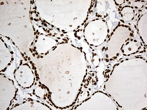 Monoclonal Mouse anti-Human IRF2BP1 Antibody (clone OTI3A6, Carrier-free, aa457-584, IHC, WB)