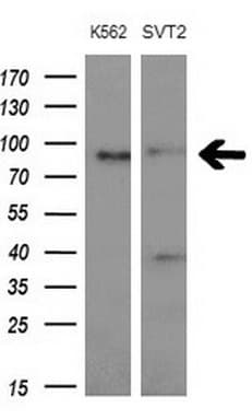 C-TAK1 / MARK3 Antibody (aa473-729, clone OTI2G8, Carrier-free)
