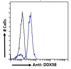 IHC-plus™ DDX58 / RIG-1 / RIG-I Antibody (C-Terminus)