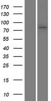 SLC45A1 Protein (Over-Expression Lysate Myc-DDK (Flag))
