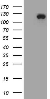 UBE3B Antibody (aa768-1068, clone OTI4E4, Carrier-free)