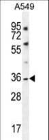 TWIK1 / KCNK1 Antibody (aa293-320)
