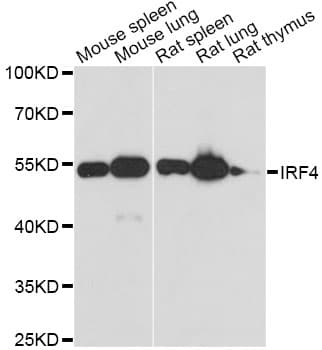 MUM1 Antibody