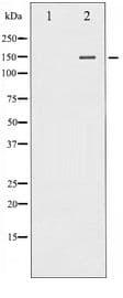 PLCG1 Antibody