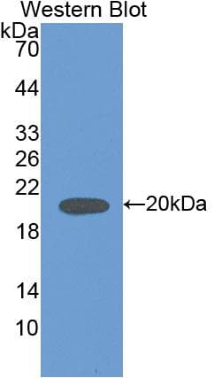 IL18 Antibody (aa37-194, Cy3)