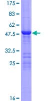 Human LYPLA2 Protein (Recombinant GST)