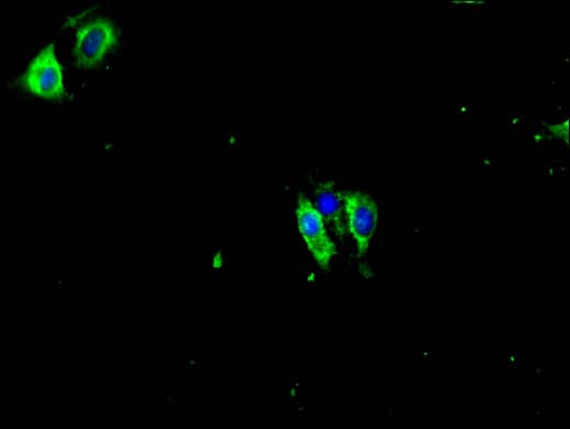 PRKCG / PKC-Gamma Antibody