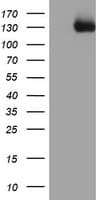 CCK4 / PTK7 Antibody (clone OTI2E7)