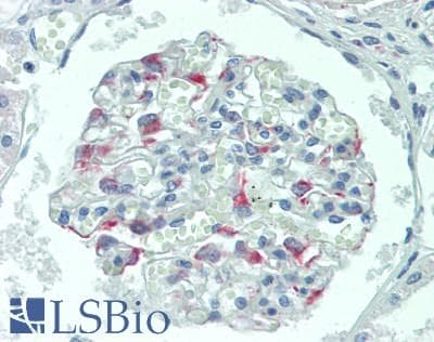 IHC-plus™ AGPAT9 / MAG1 Antibody
