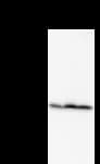 EIF2S1 Antibody (clone EIF2S1A2B8)