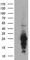 RGS16 Antibody (clone OTI3F3)
