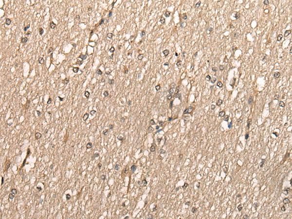 PCNA Antibody
