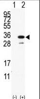PDAP1 Antibody (aa142-171)