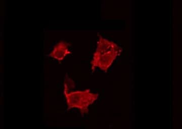 Polyclonal Rabbit anti-Human BCAR3 Antibody (IHC, IF, WB)