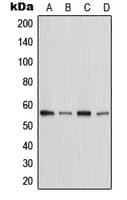 STK3 Antibody (C-Terminus)