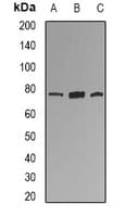 Polyclonal Rabbit anti-Human KIF2B Antibody (IHC, IF, WB)