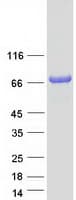 Human TOM1L2 Protein (Recombinant Myc-DDK (Flag))